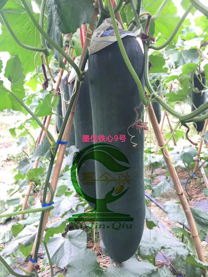【墨优铁心9号】早中熟铁心瓜耐储运品质好