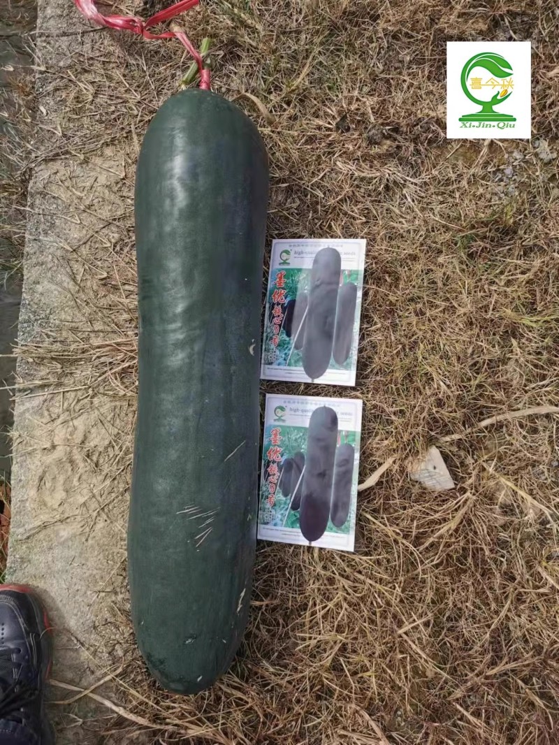 【墨优铁心9号】早中熟铁心瓜耐储运品质好