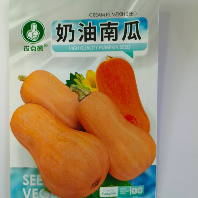 奶油南瓜种子-肉厚软糯香甜爽口生长旺盛糖度高