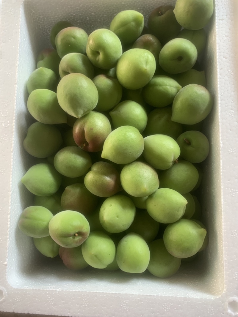 潮汕梅子青竹梅小白梅腌制泡酒精品货通货都有大量现货可联系