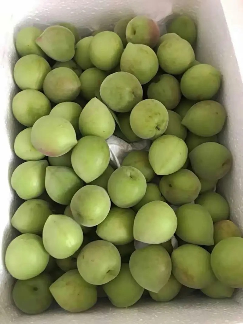潮汕梅子青竹梅小白梅腌制泡酒精品货通货都有大量现货可联系