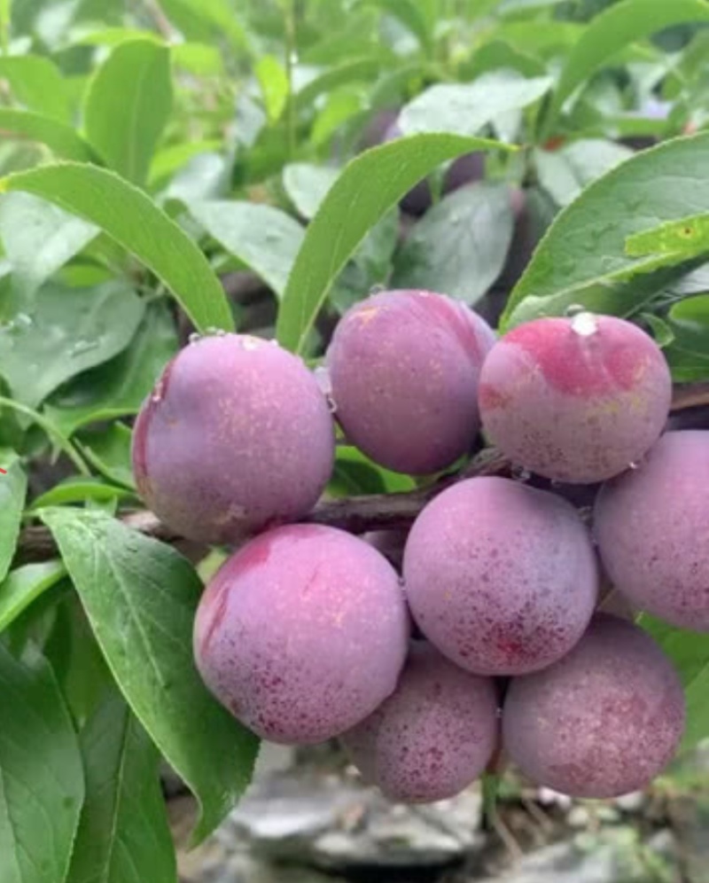 脆红李6月7月上市，脆甜可口