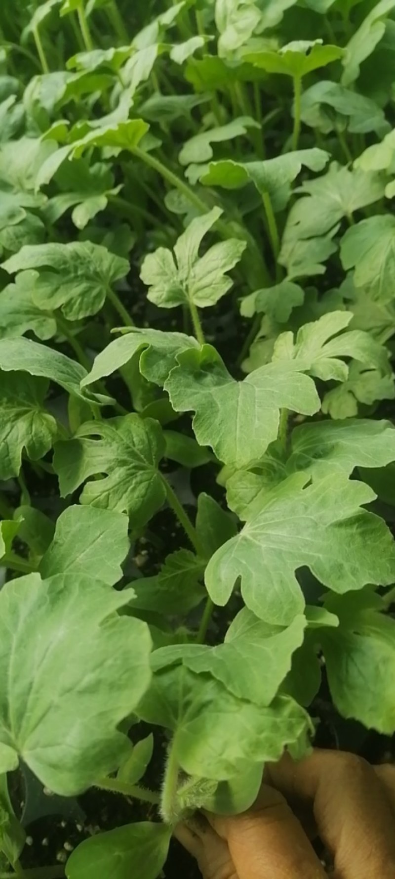 山东省菏泽市郓城县南赵楼绿禾苗场大量批发西瓜苗，西瓜苗有
