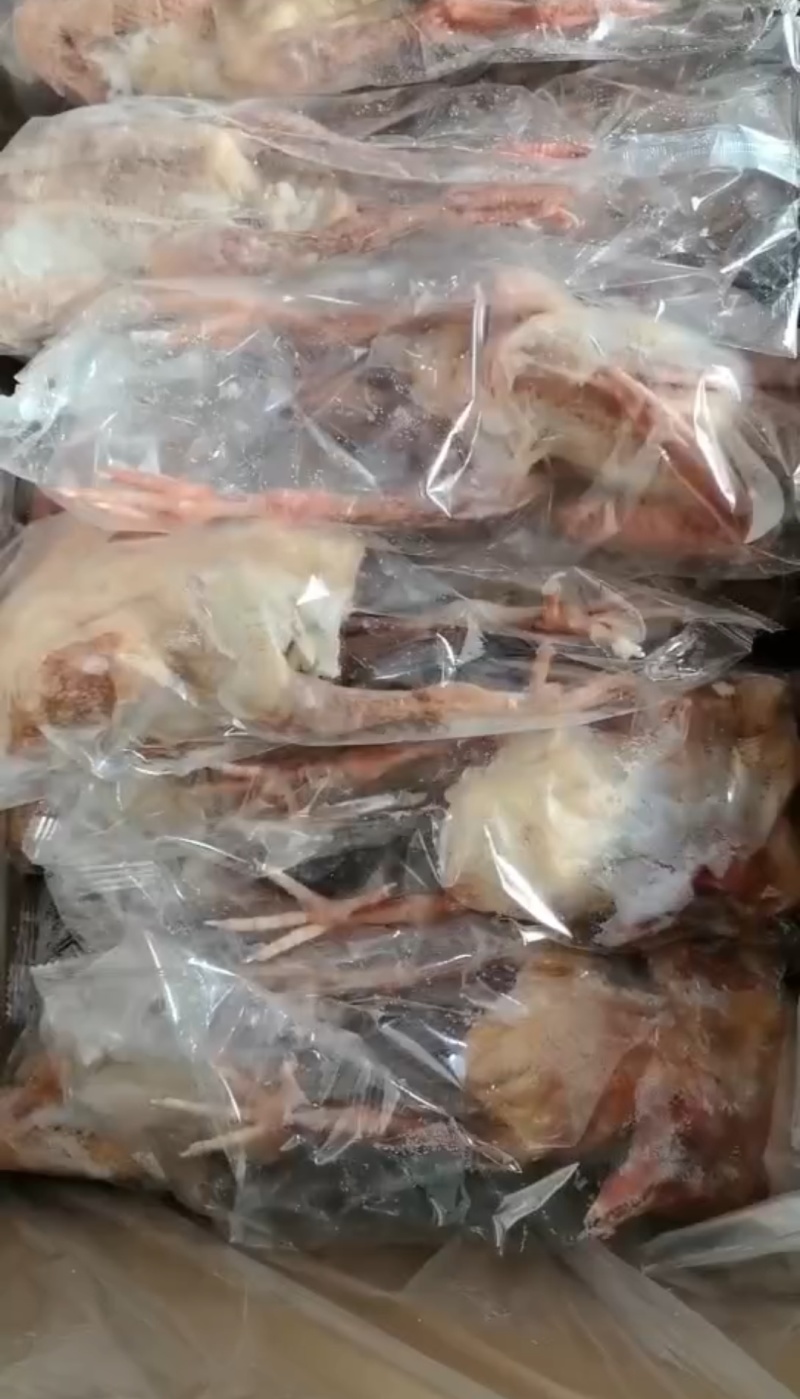 一级6-7两鸽子