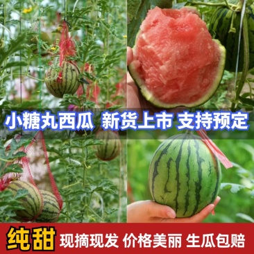 陕西吊曼小糖丸西瓜/938/金乐丰皮薄多汁
