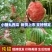 陕西吊曼小糖丸西瓜/938/金乐丰皮薄多汁
