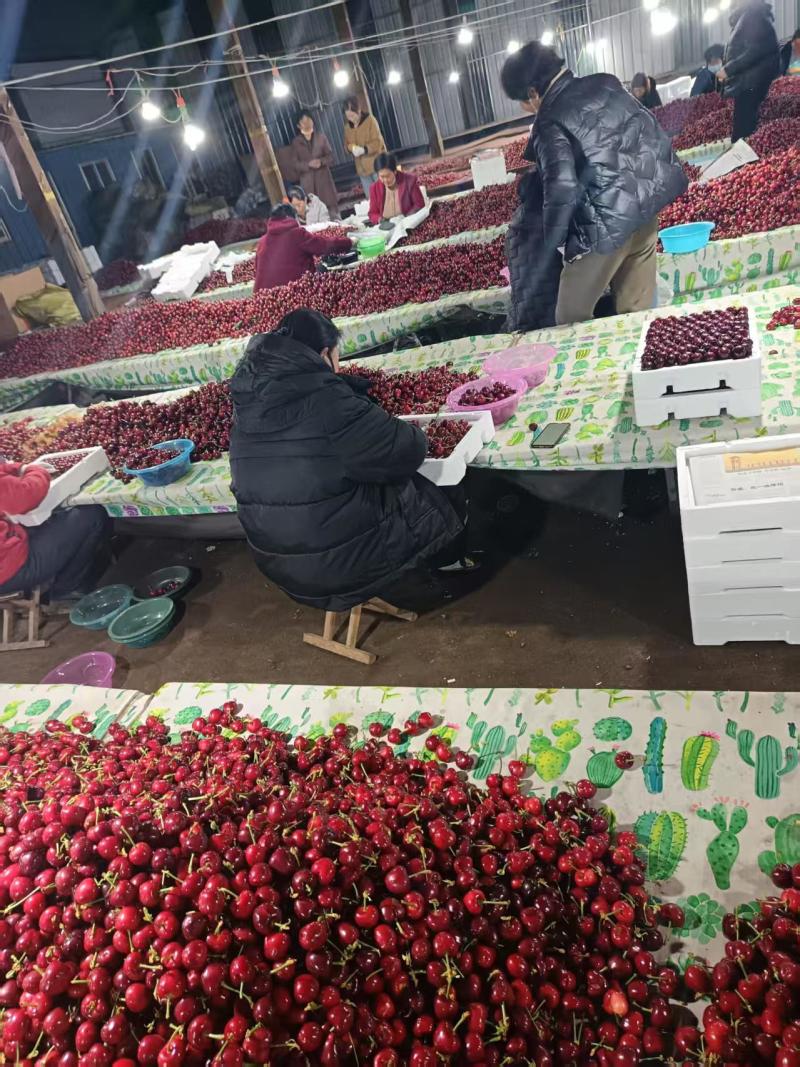 樱桃万亩大棚基地产地直发新鲜保证质量量大从优