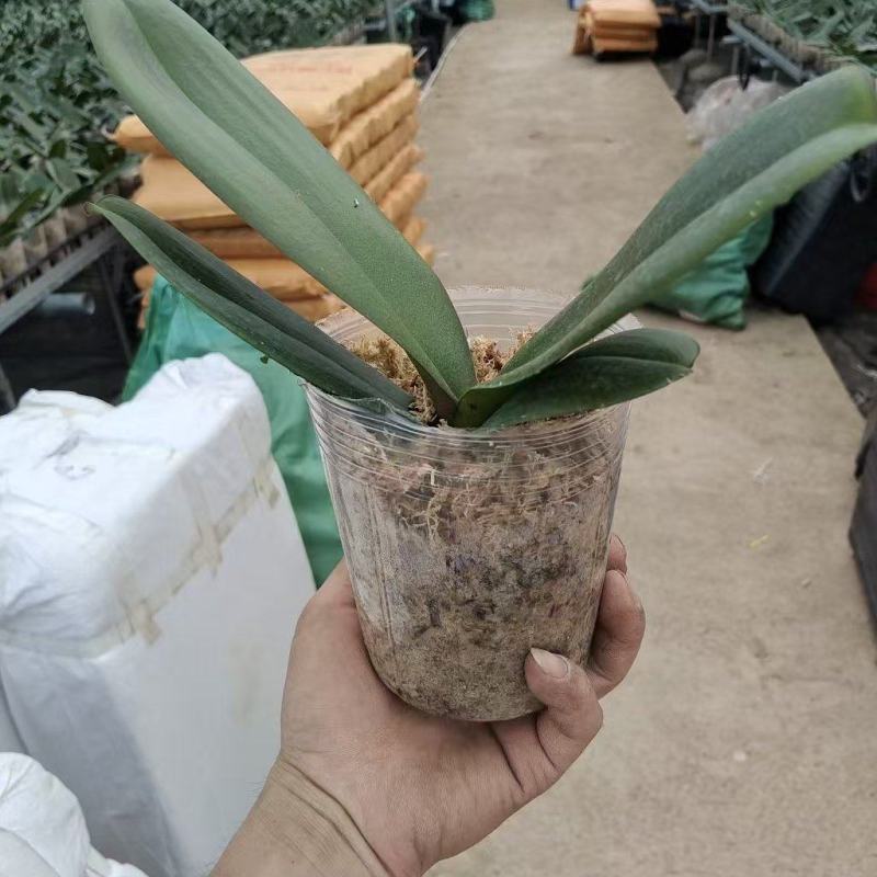 蝴蝶兰杯苗1.7寸，2.5寸，3.5寸各品类批发