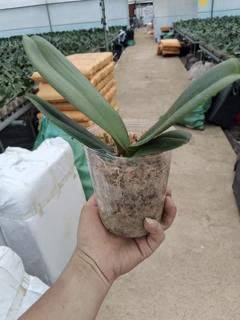 蝴蝶兰杯苗1.7寸，2.5寸，3.5寸各品类批发