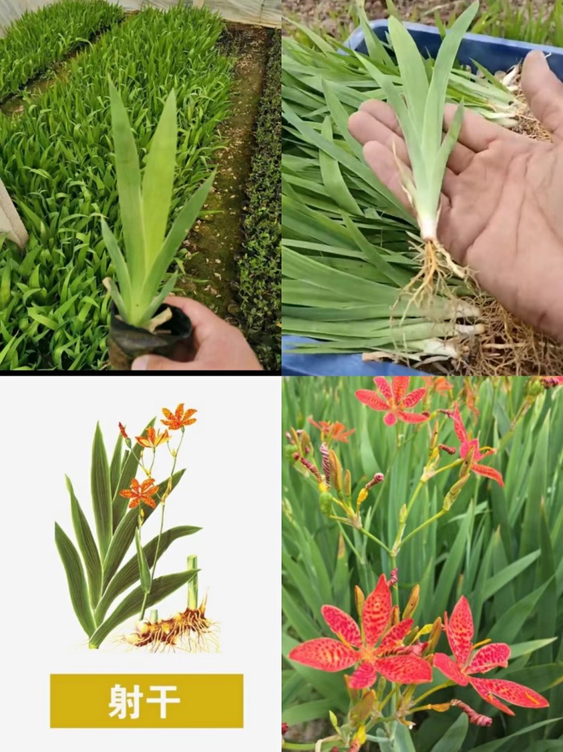 射干苗，射干种苗，中药材苗药用射干苗，