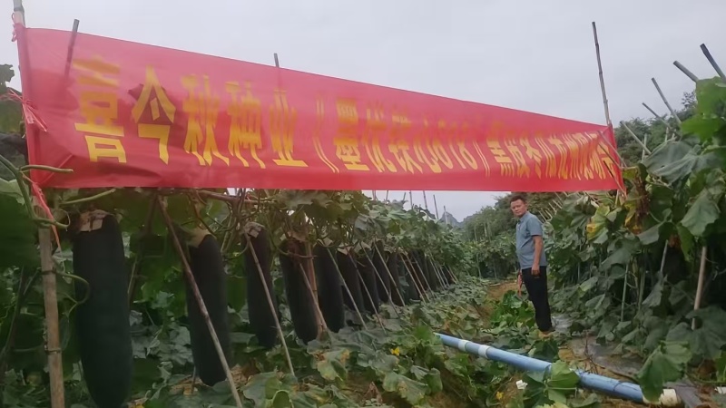墨优铁心618黑皮冬瓜连续结瓜能力强内腔小耐储运