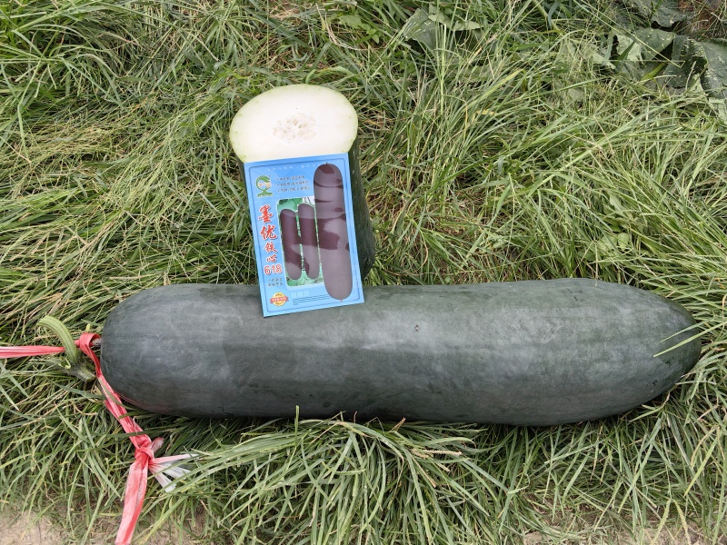 墨优铁心618黑皮冬瓜连续结瓜能力强内腔小耐储运