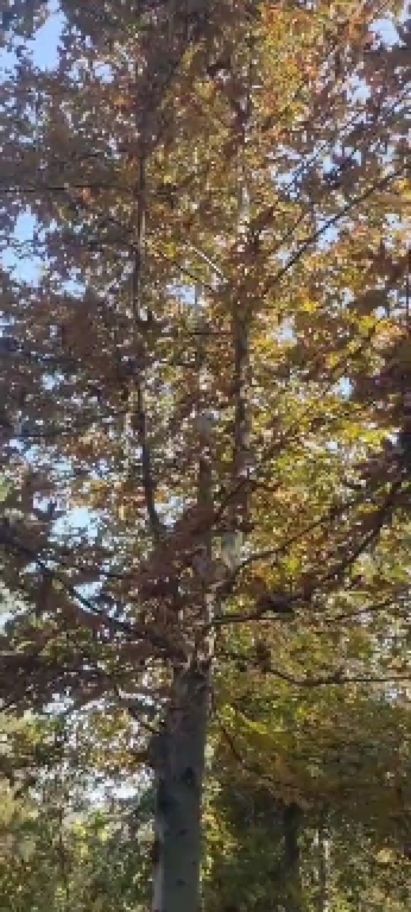 大，小枫香，枫香杯苗，枫香地苗大量现货，，欢迎新老朋友来