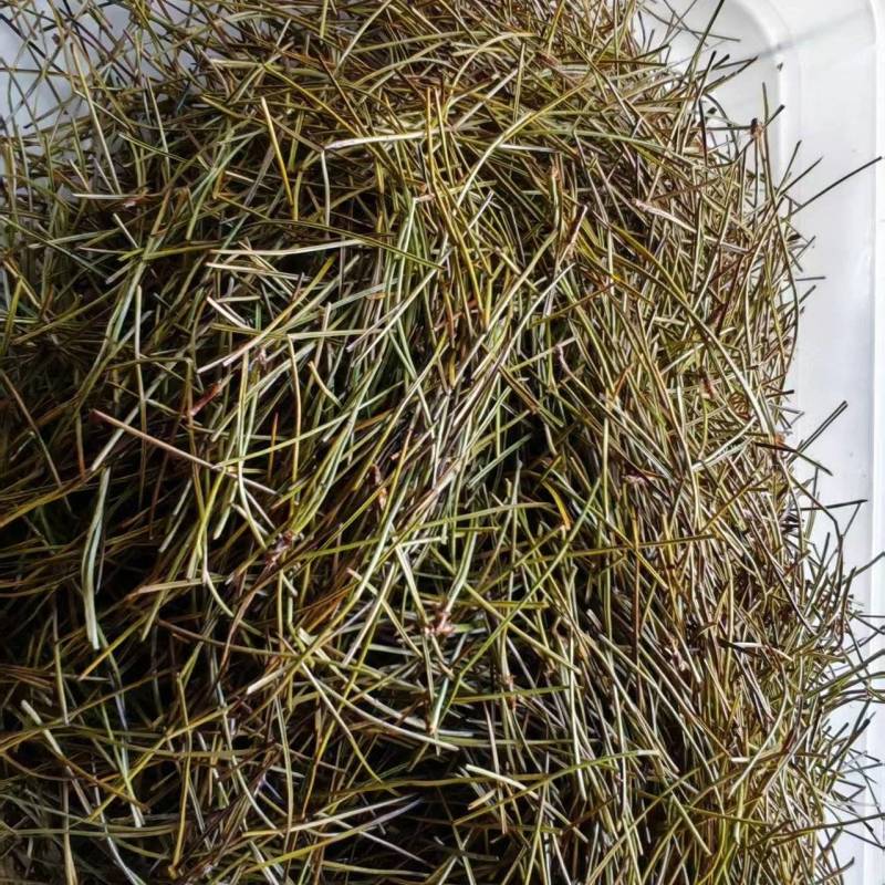 湖南株洲特产松针茶货源充足保质保量欢迎电话联系