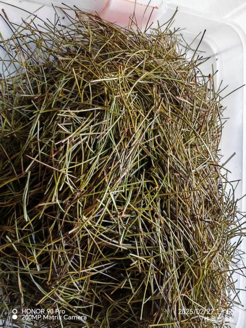 湖南株洲特产松针茶货源充足保质保量欢迎电话联系