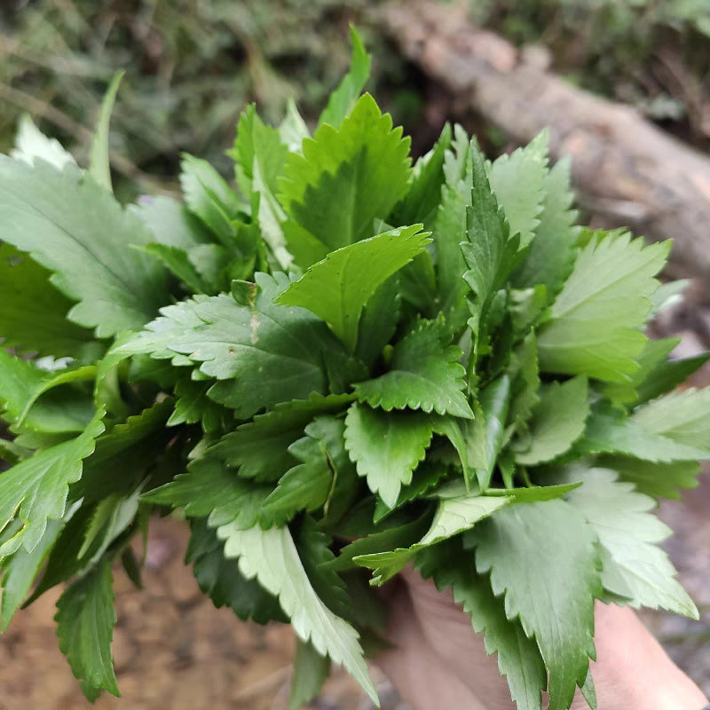 江西吉安现摘野生新鲜苦菜苦斋婆绿色农家败酱草特产