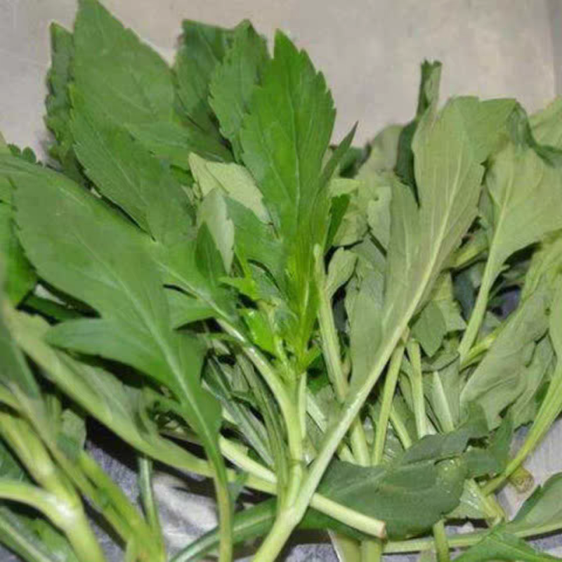 江西吉安现摘野生新鲜苦菜苦斋婆绿色农家败酱草特产