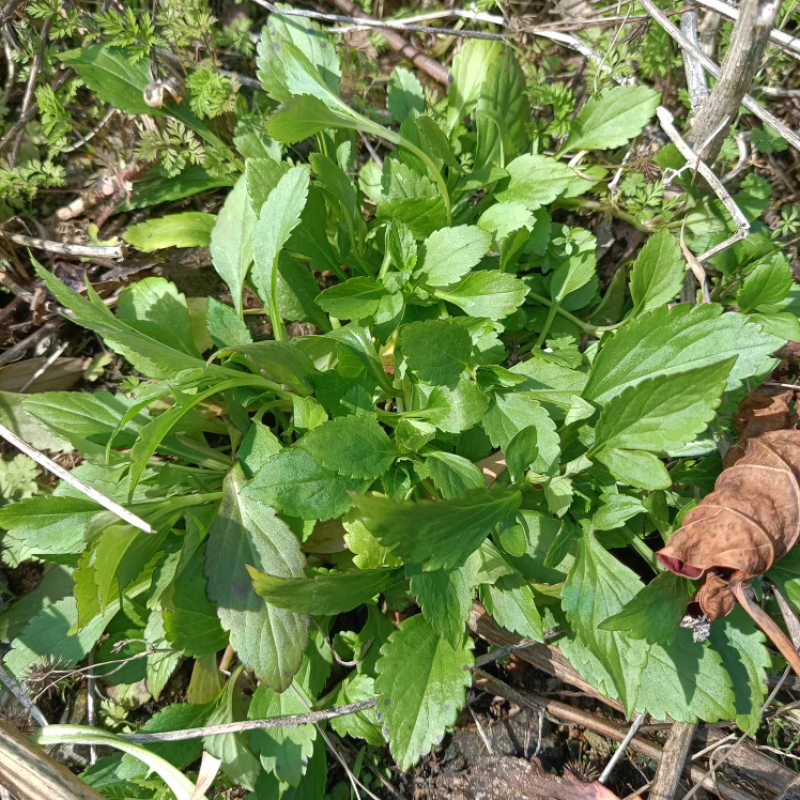 江西吉安现摘野生新鲜苦菜苦斋婆绿色农家败酱草特产