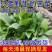 江西吉安现摘野生新鲜苦菜苦斋婆绿色农家败酱草特产