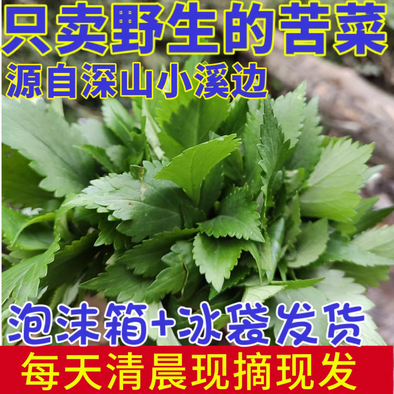 江西吉安现摘野生新鲜苦菜苦斋婆绿色农家败酱草特产