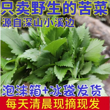 江西吉安现摘野生新鲜苦菜苦斋婆绿色农家败酱草特产