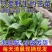 江西吉安现摘野生新鲜苦菜苦斋婆绿色农家败酱草特产