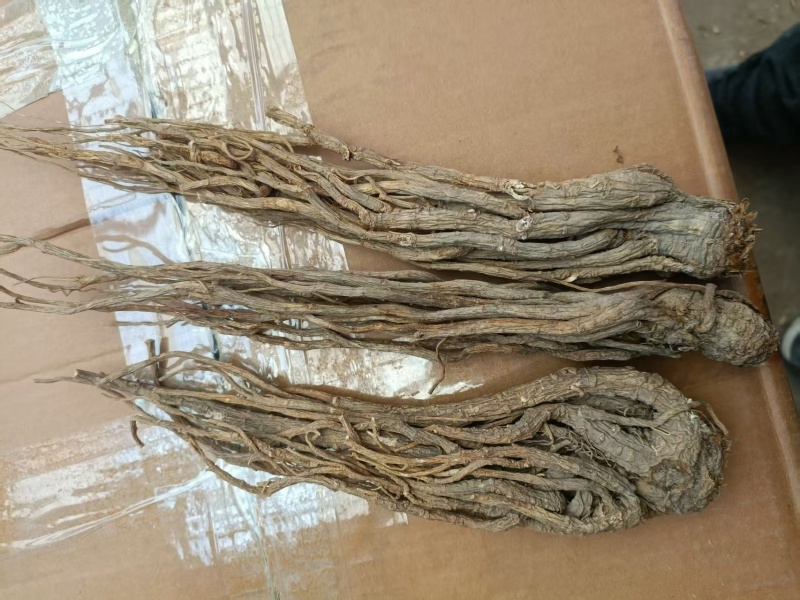 精品当归装箱货养生滋补产地直销质量无忧