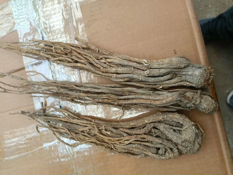 精品当归装箱货养生滋补产地直销质量无忧