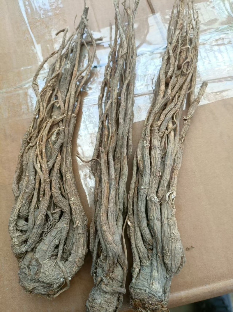 精品当归装箱货养生滋补产地直销质量无忧