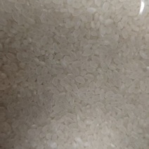 大量供应珍珠米口感佳常年供应详情可电联