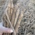 黄芩鲜货干货个子切片无硫过筛沫子