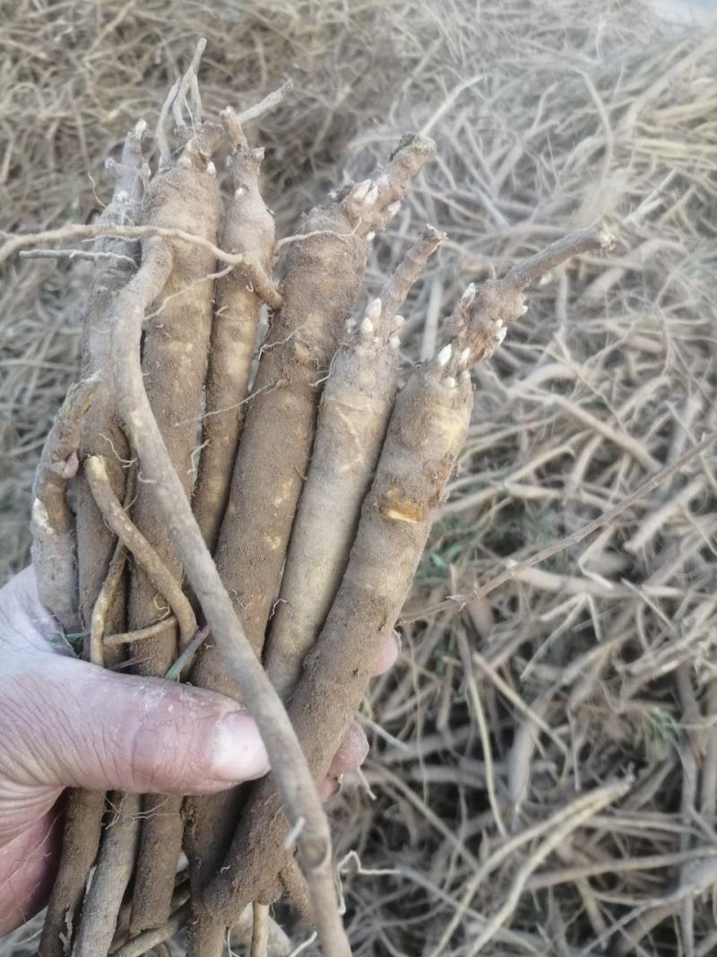 黄芩鲜货干货个子切片无硫过筛沫子