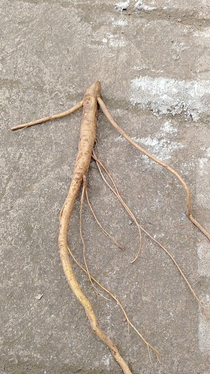 商陆根，商陆片，