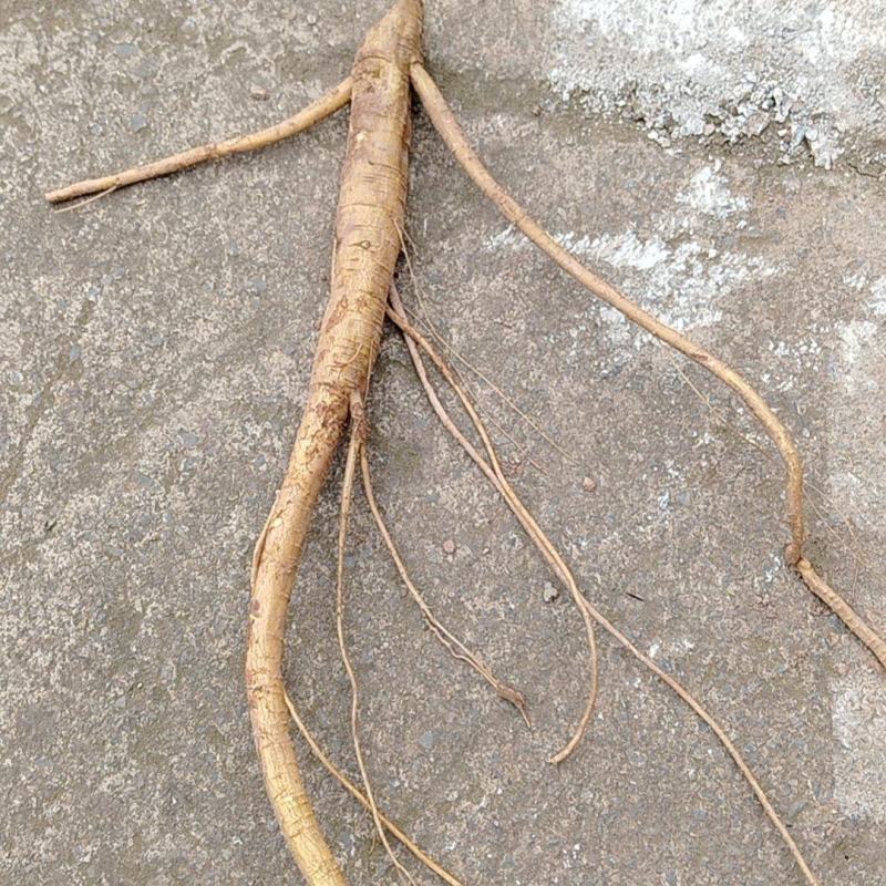 商陆根，商陆片，