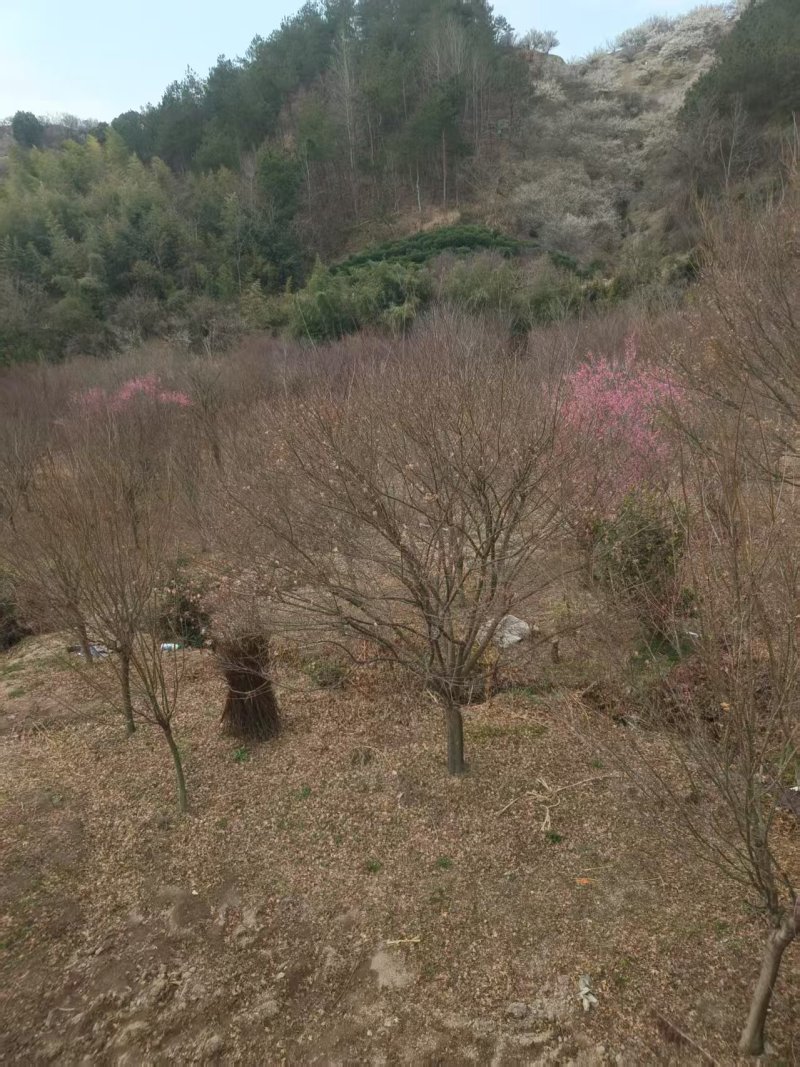 小叶鸡爪槭，5公分鸡爪槭，规格齐全