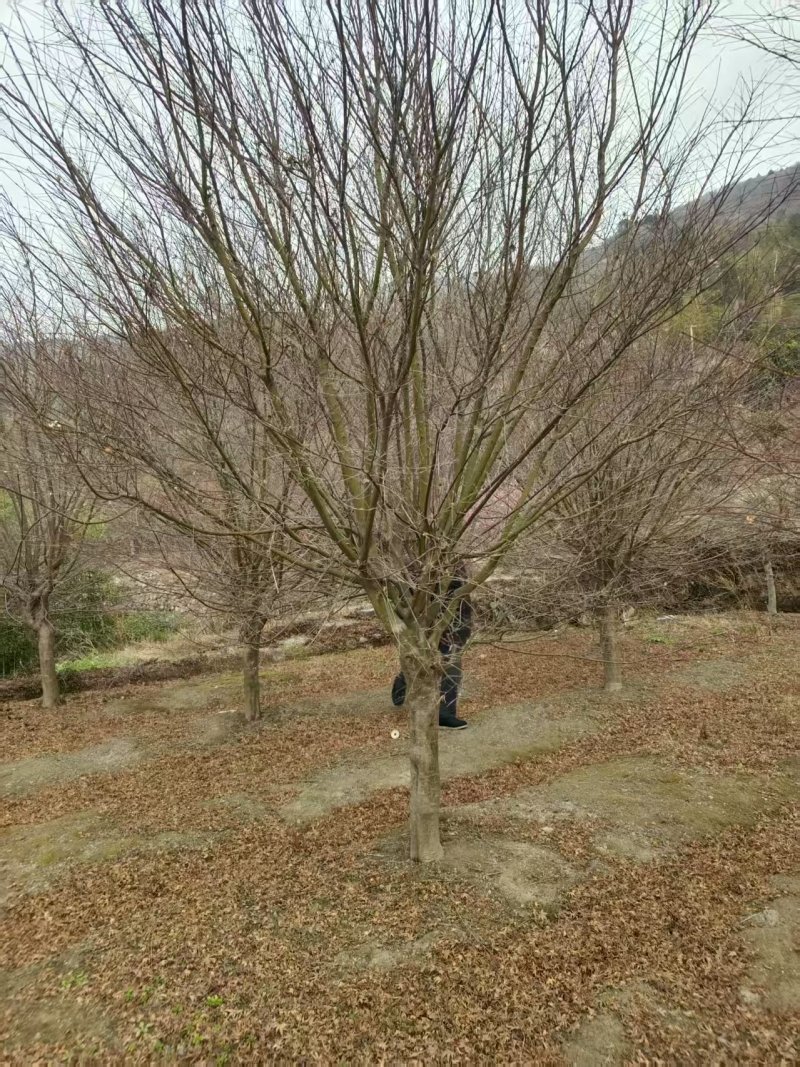 小叶鸡爪槭，5公分鸡爪槭，规格齐全