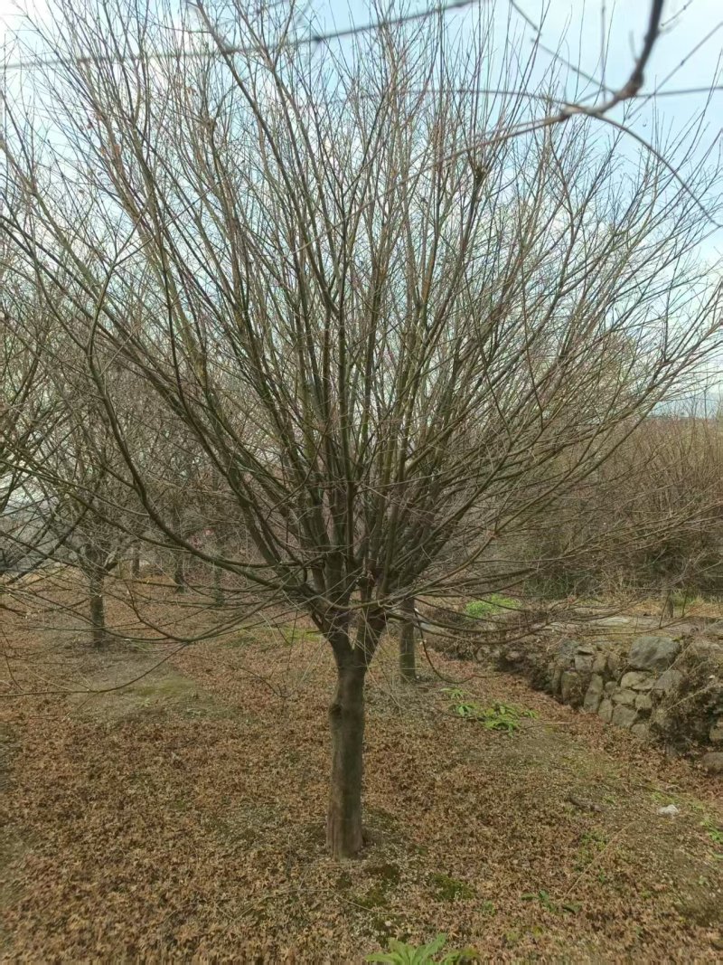 小叶鸡爪槭，5公分鸡爪槭，规格齐全