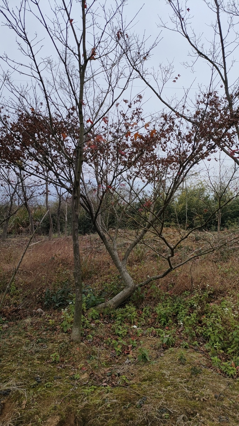 小叶鸡爪槭，5公分鸡爪槭，规格齐全