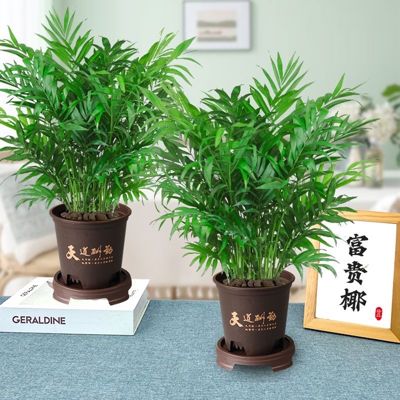 富贵椰子大型绿植盆栽室内客厅办公室好养植物四季常青乔迁