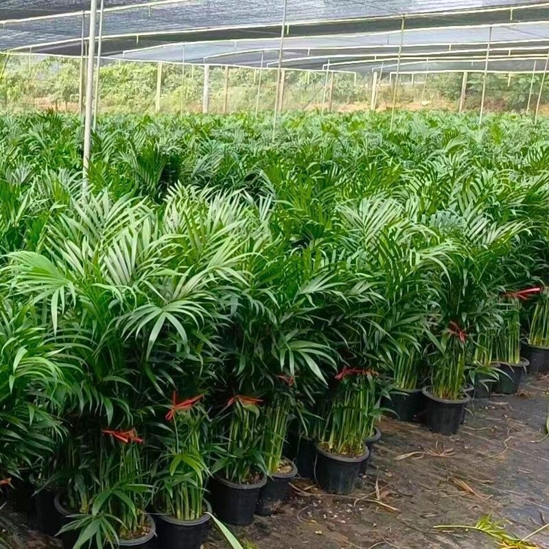 富贵椰子大型绿植盆栽室内客厅办公室好养植物四季常青乔迁