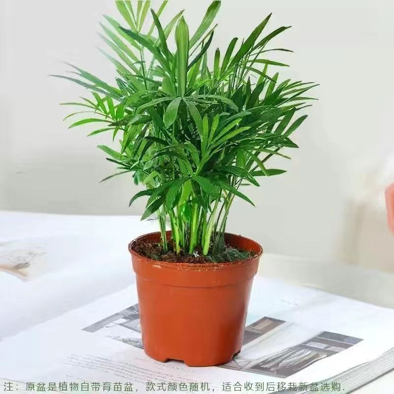 富贵椰子大型绿植盆栽室内客厅办公室好养植物四季常青乔迁