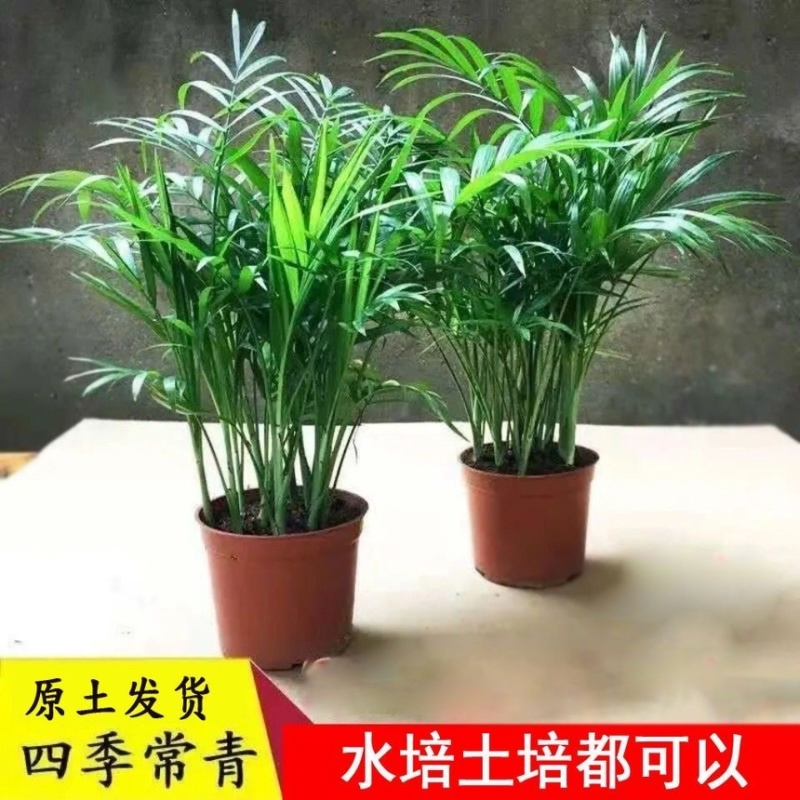 富贵椰子大型绿植盆栽室内客厅办公室好养植物四季常青乔迁