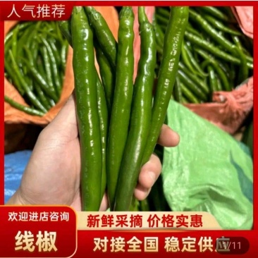 工厂3辣椒，小米椒，个头均匀，红椒，牛角椒产地大量供应