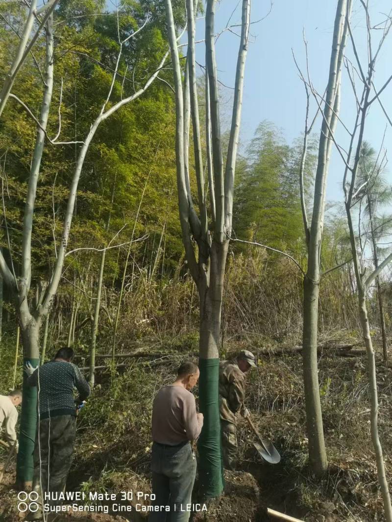 栾树