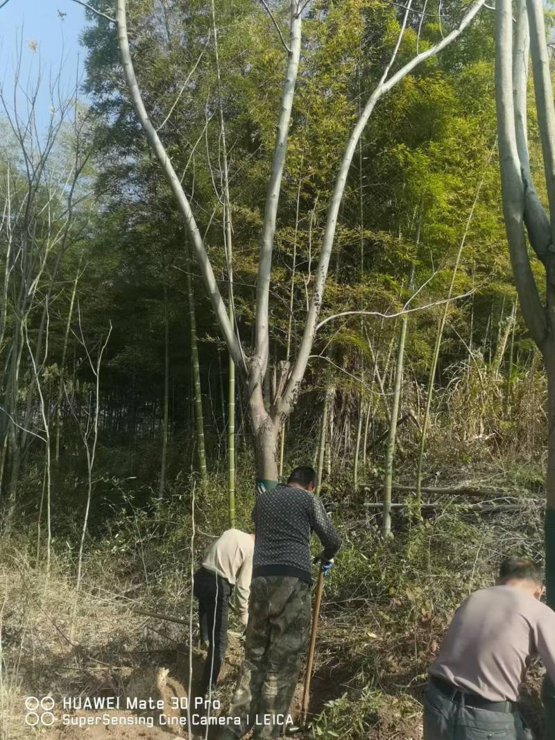 栾树