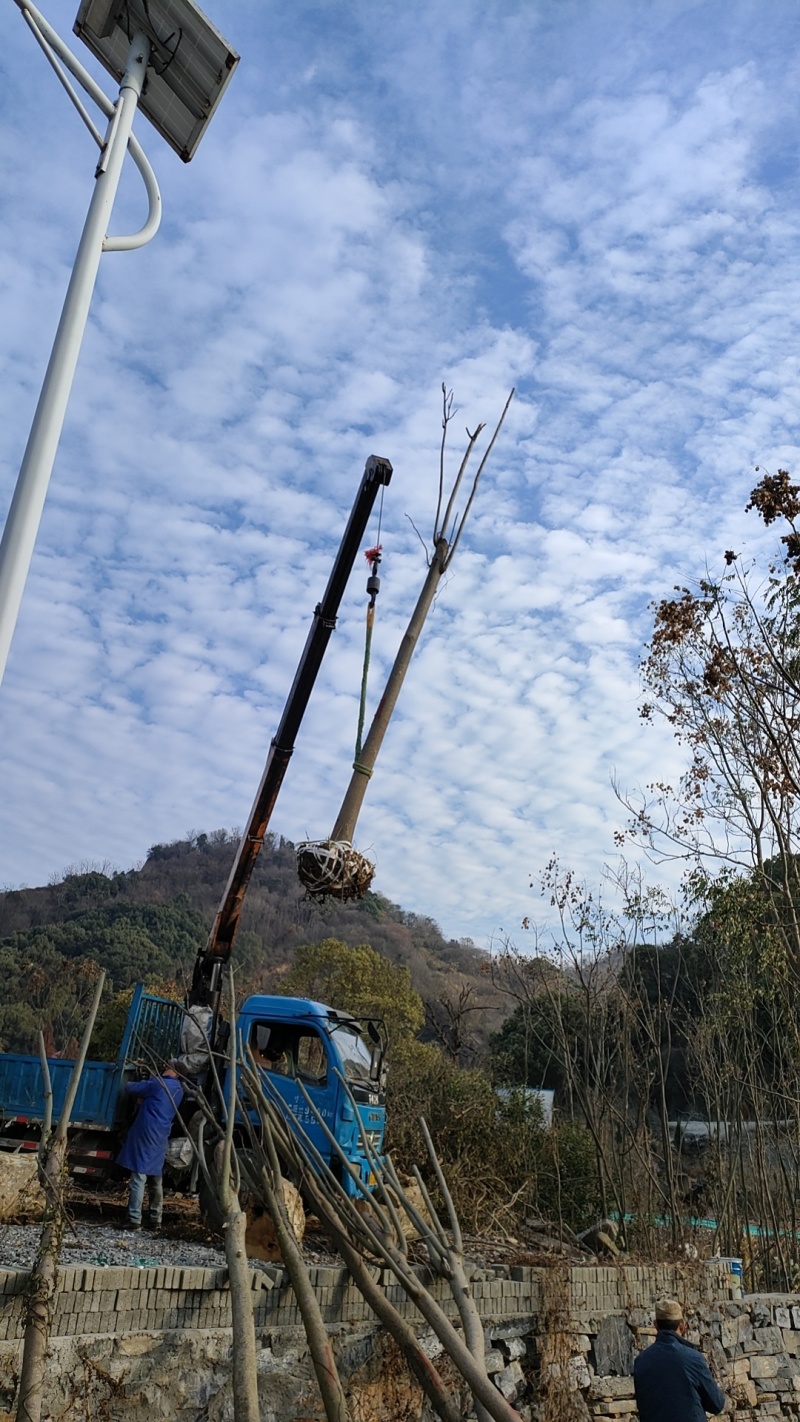 栾树