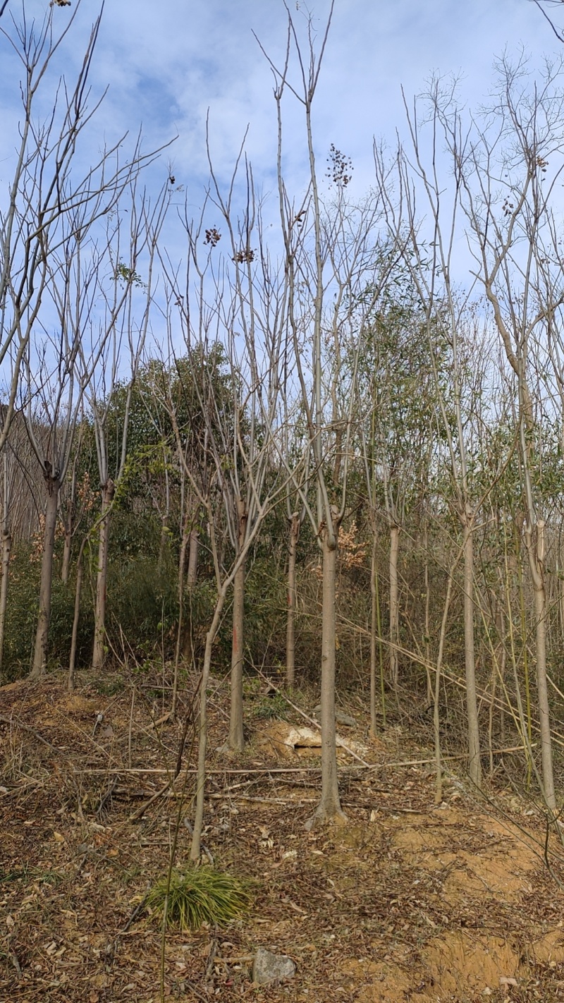 栾树