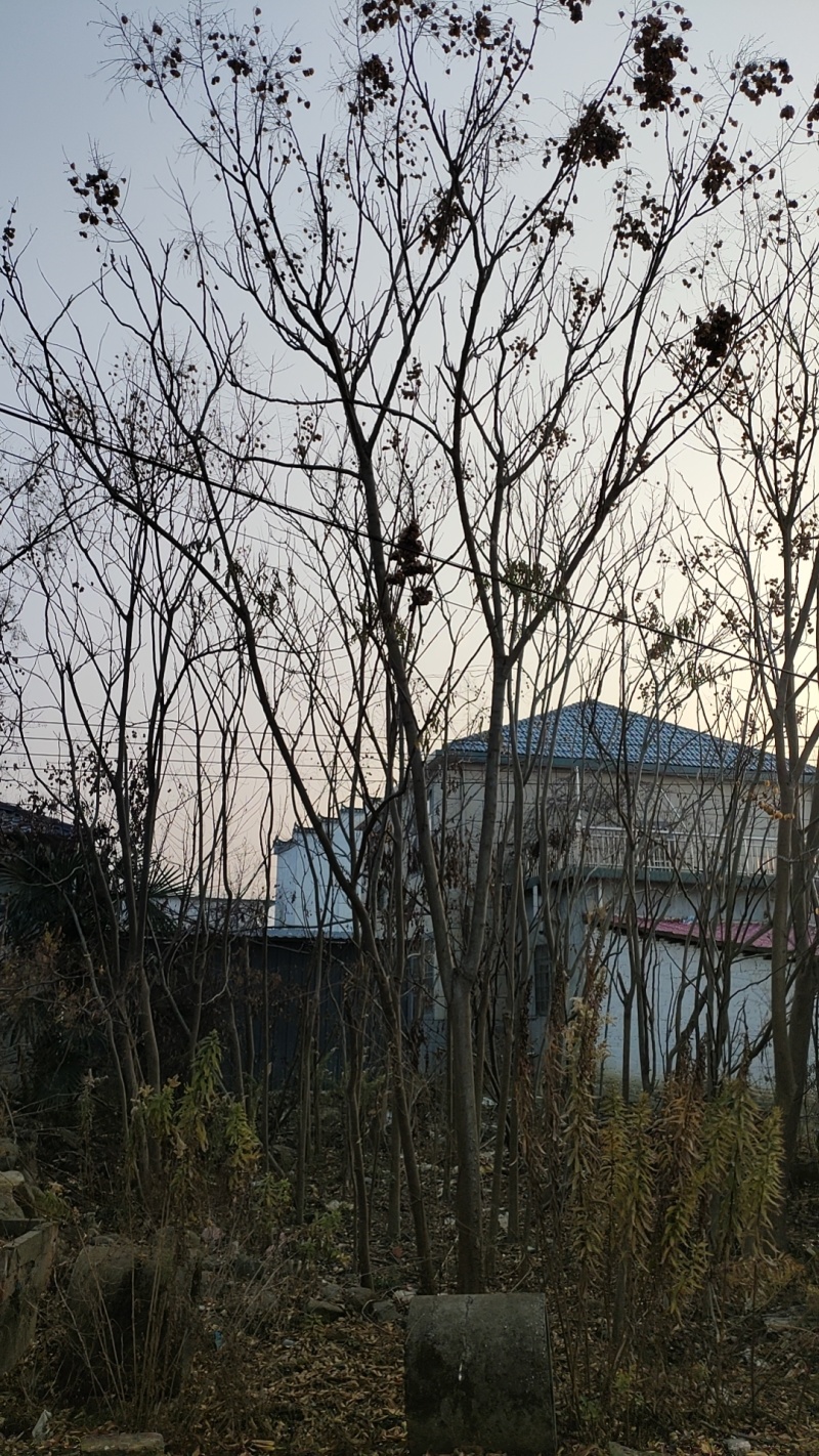栾树