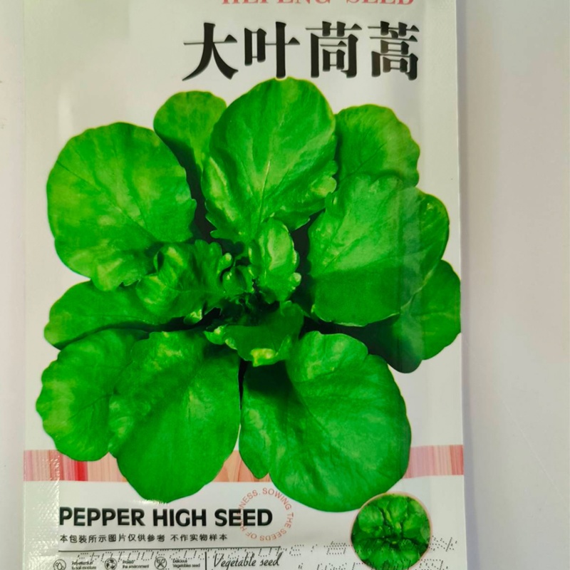 大叶茼蒿-茼蒿种子耐热耐寒大叶肉厚口感鲜嫩爽滑