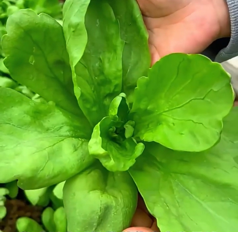 大叶茼蒿-茼蒿种子耐热耐寒大叶肉厚口感鲜嫩爽滑